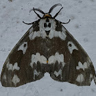 Erebid moth