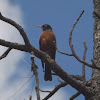 American Robin