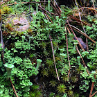 Pixie Cup Lichen