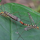 Tiger crane fly