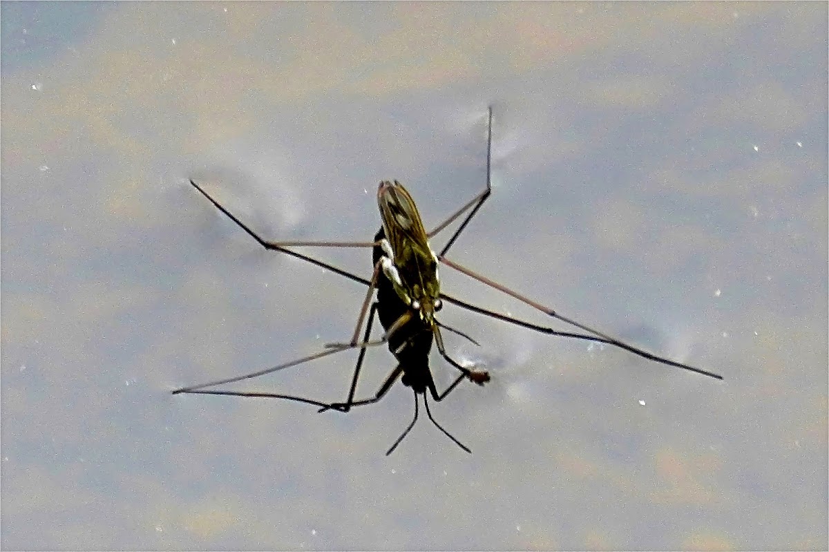 Pond Skater