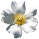 Georgia Wildflowers icon