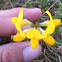 Yellow Wild Indigo