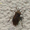 Brown Marmorated Stink Bug