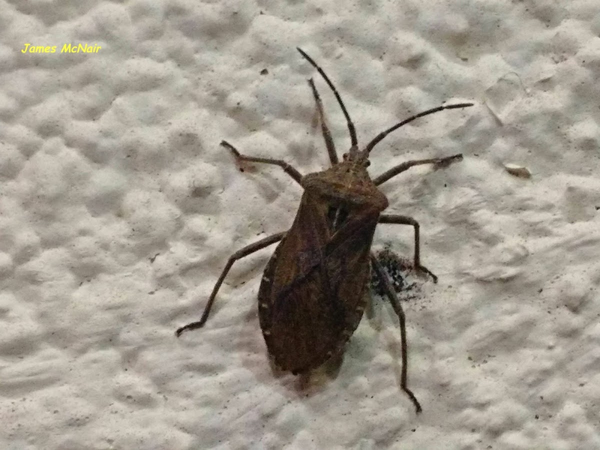 Brown Marmorated Stink Bug