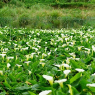 【竹子湖】苗榜花園餐廳