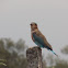 Indian Roller