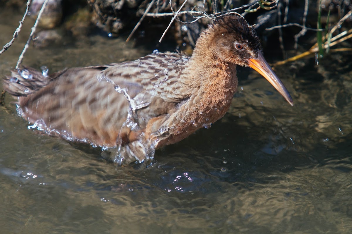 Light-footed clapper rail