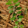 Black-shouldered Spinylegs