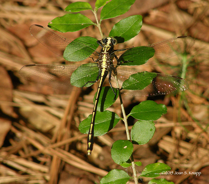 Black-shouldered Spinylegs