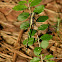 Black-shouldered Spinylegs