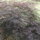 Dwarf Cut-leaf Japanese Maple