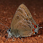 Striped Hairstreak