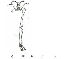 Appendicular Skeleton