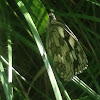 Marbled white