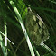 Marbled white