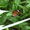 Monarch Butterfly