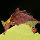 Notodontid caterpillar