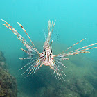 Red Lionfish