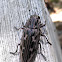 Large Flat-headed Pine Heartwood Borer