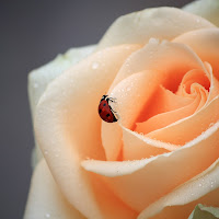 rosa coccinella di 