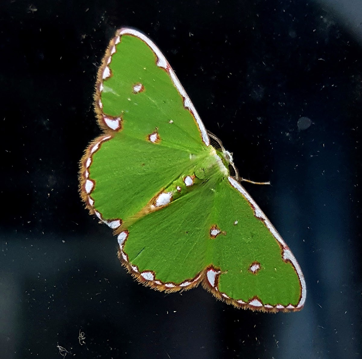 White-Spotted Emerald