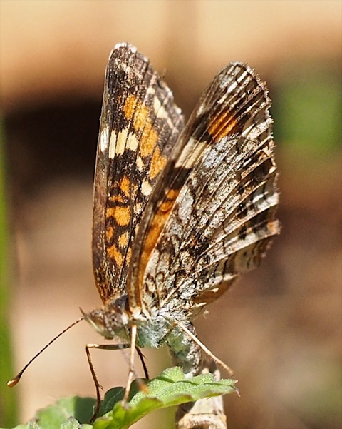 Phaon Crescent