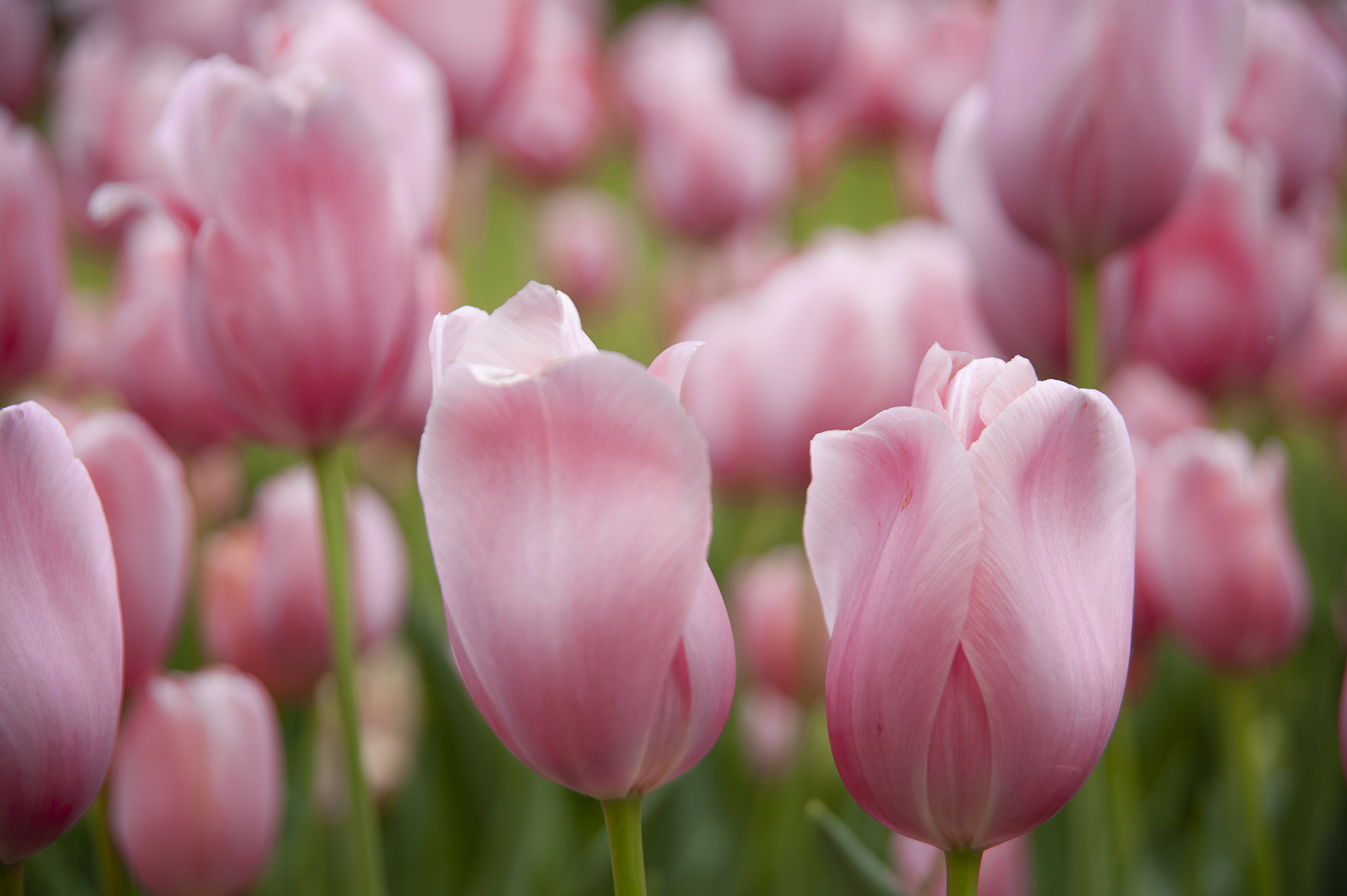 Tulips di gabrielecollini