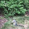 Gray squirrel