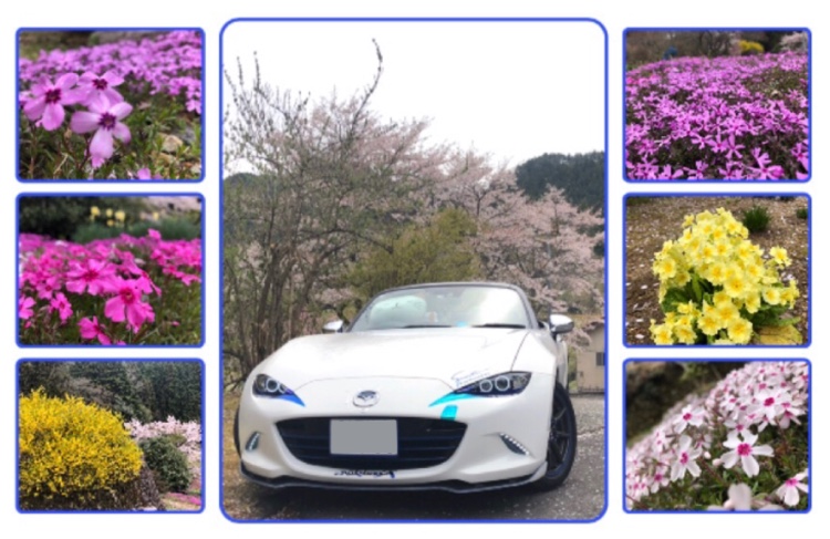 ロードスターのtwo-k・桜の花びらと・珍しい桜？に関するカスタム事例の投稿画像1枚目