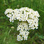 Yarrow