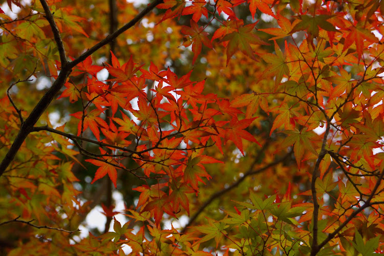 ギャランフォルティスのton3さんが投稿したカスタム事例の投稿画像2枚目