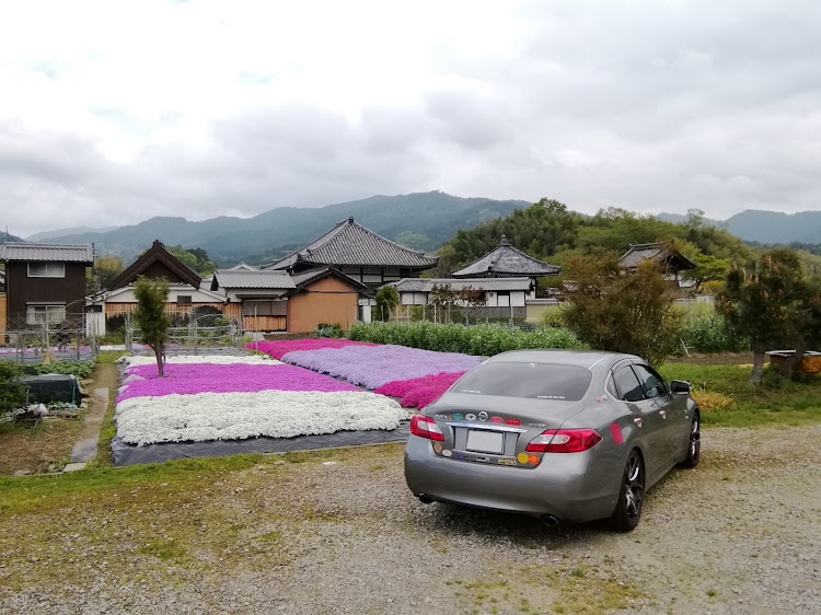 フーガの芝桜🌸・奈良県高市郡明日香村飛鳥・飛鳥寺と蘇我入鹿の首塚の間・私有地許可頂いたに関するカスタム事例の投稿画像12枚目