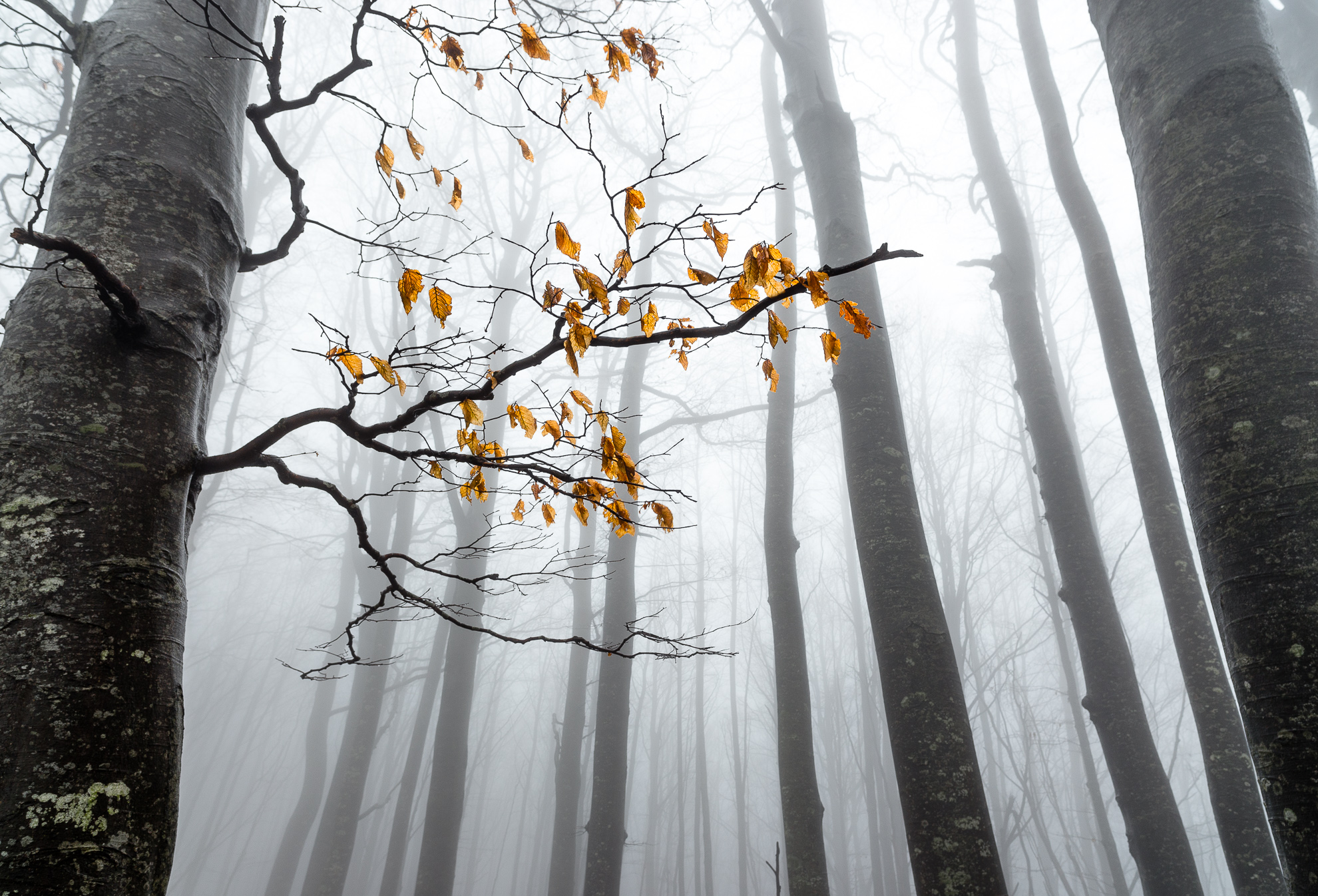 The leaves and the Fog di Matteo Vannini