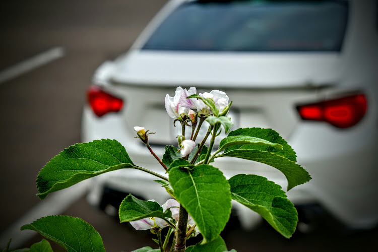 86の#トヨタグラム・TOYOTUNE・青森スゲー・りんご公園・りんごの花に関するカスタム事例の投稿画像1枚目