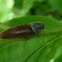 Click Beetle