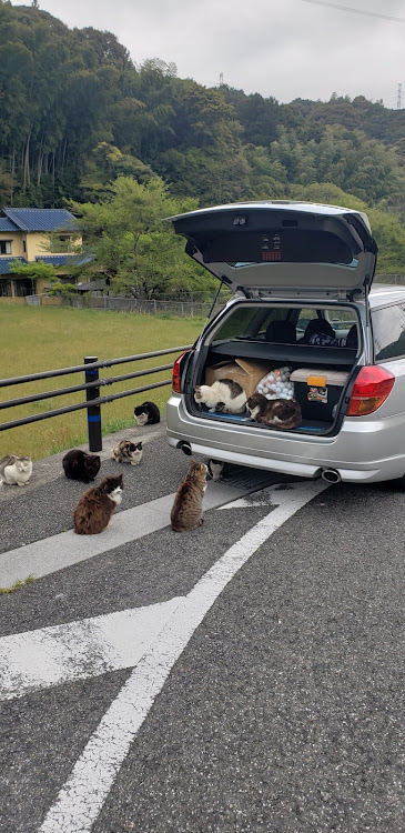 レガシィツーリングワゴンのBP5レガシィ・猫好き・猫好き必見・猫とレガシィ・猫だらけに関するカスタム事例の投稿画像1枚目