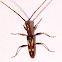 Long-Horn Beetle