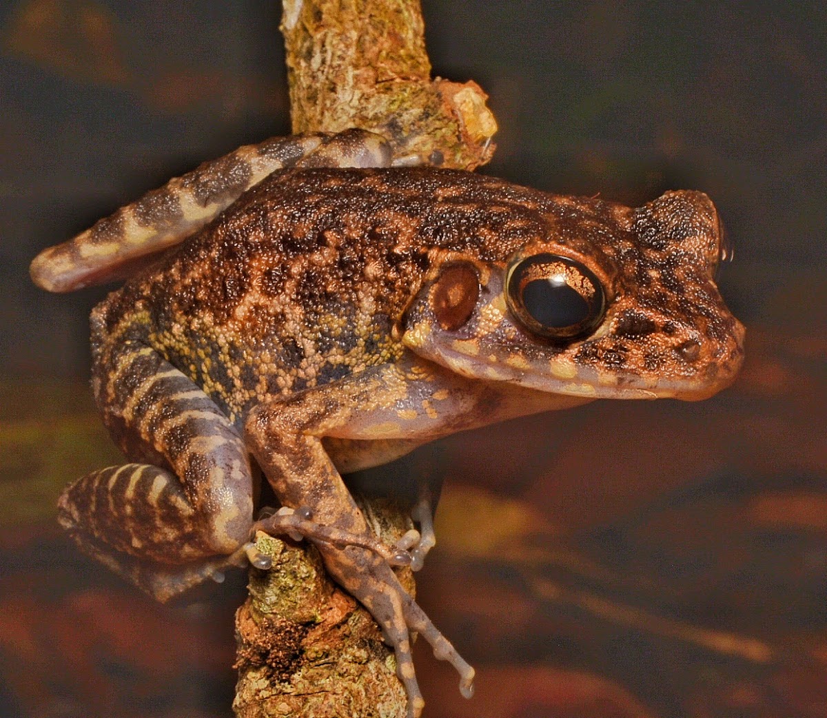 Brown Kerangas (Marsh) Frog