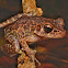 Brown Kerangas (Marsh) Frog