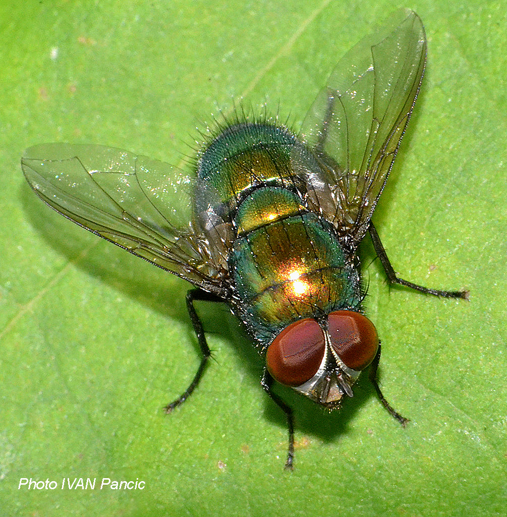 Common Green Bottle Fly