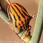 Mediterranean Striped Shield Bug