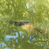 Spectacled Caiman