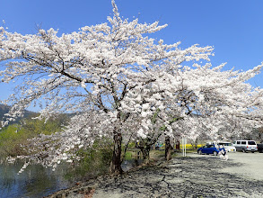 余呉湖駐車場の桜