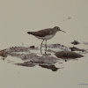 Redshank