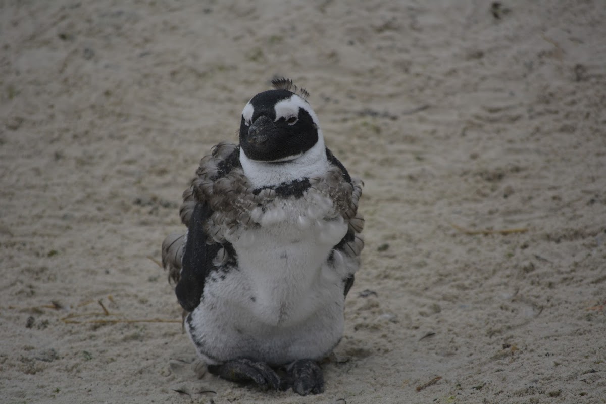 African Penguin