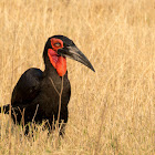 Southern ground hornbill