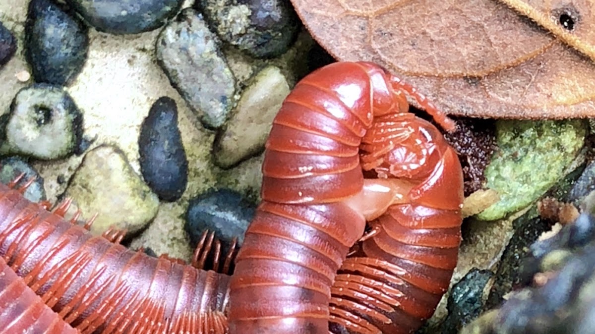 Rusty Millipede