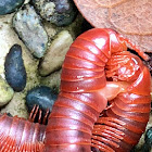 Rusty Millipede