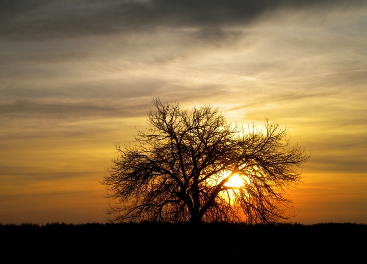 Nudo d'albero di falotik